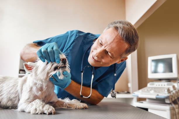 Best Emergency Dentist for Lost Fillings or Crowns in Cassville, MO
